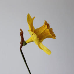 yellow daffodil